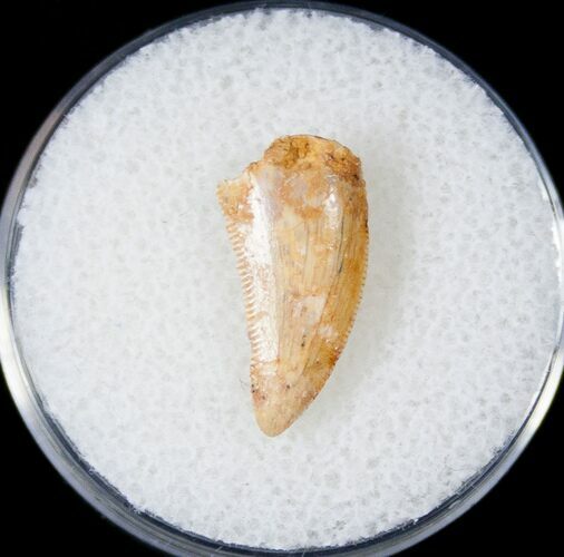 Bargain Raptor Tooth From Morocco - #16985